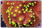Neon Green Polyp Monti